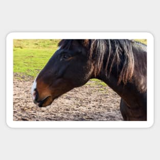 Portrait of a beautiful horse Sticker